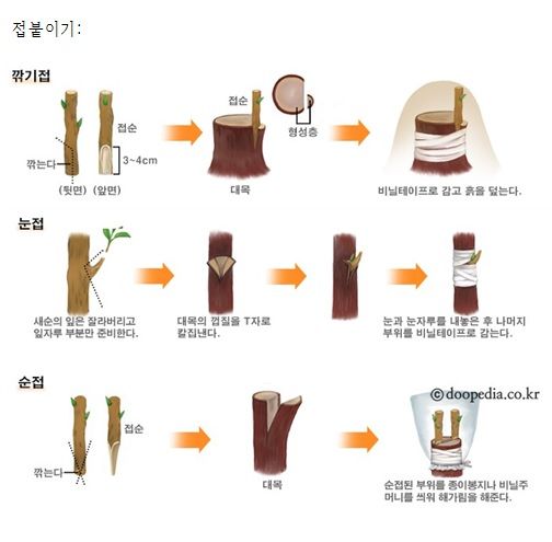 접붙이기.jpg